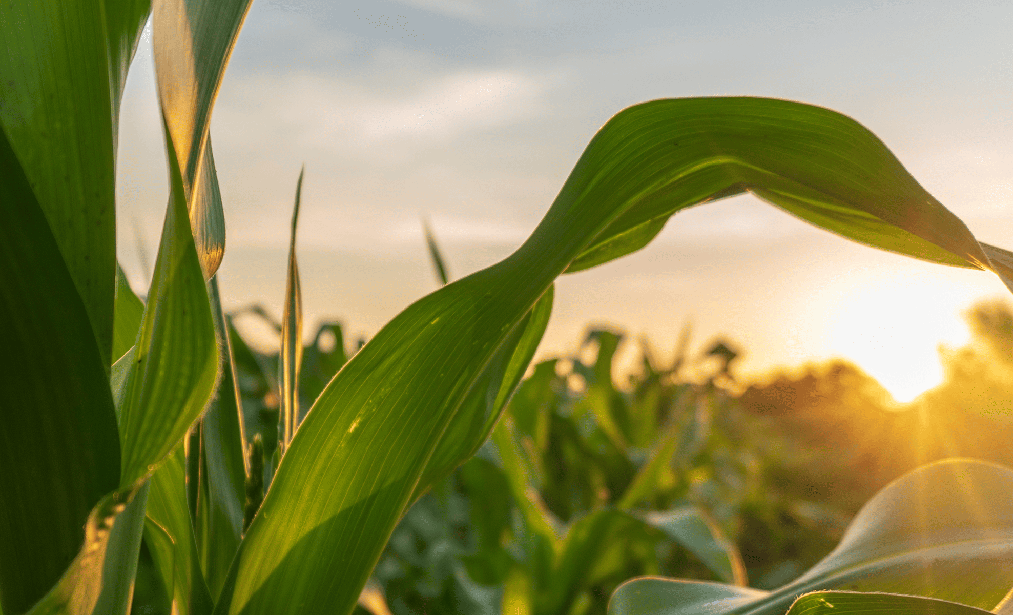 Al Ghurair Food sector providing high-quality food products in the UAE